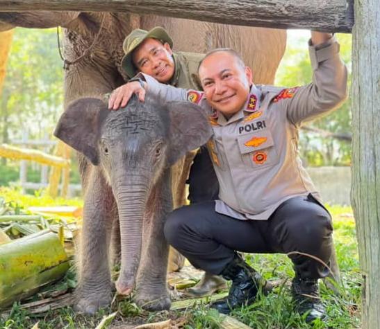 Kelahiran seekor anak gajah betina di kawasan Taman Nasional Tesso Nilo (TNTN) membawa harapan baru bagi upaya pelestarian gajah Sumatera di Provinsi Riau